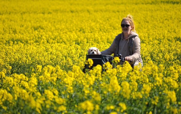 Rapeseeds 7165185 1280