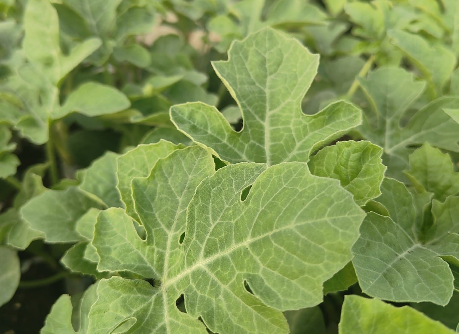 Whatsapp Image 2025 08 12 At 07.46.34cut