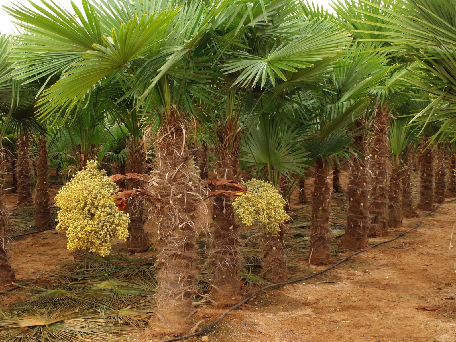 Whatsapp Image 2025 08 12 At 08.23.06