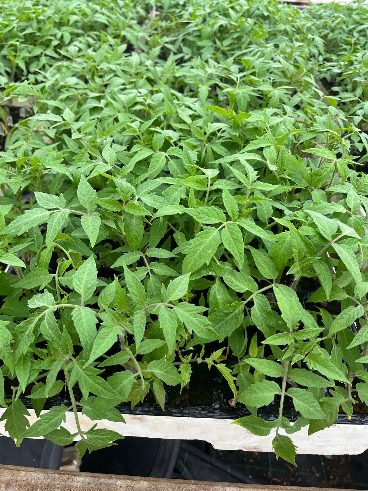 Imagen De Whatsapp 2025 10 02 A Las 23.29.34 D5a0cbef