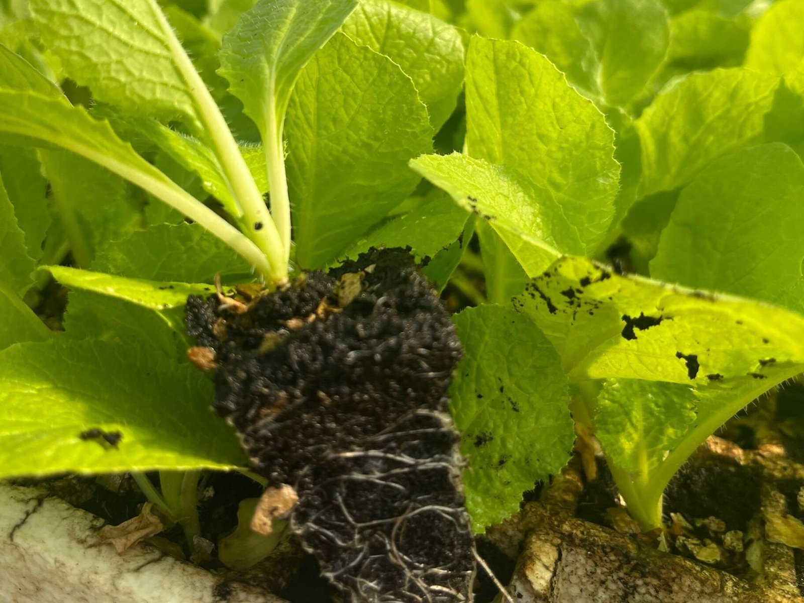 Imagen De Whatsapp 2025 10 02 A Las 23.30.18 6f55d37f(1)cut