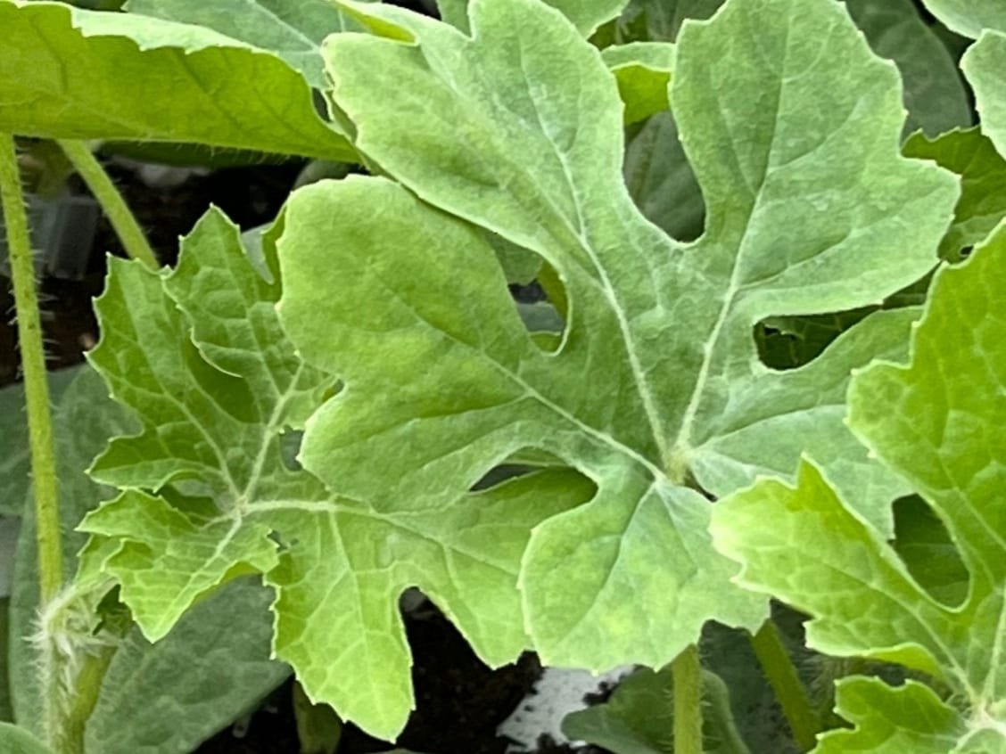 Imagen De Whatsapp 2025 10 07 A Las 16.42.20 D96aae9f