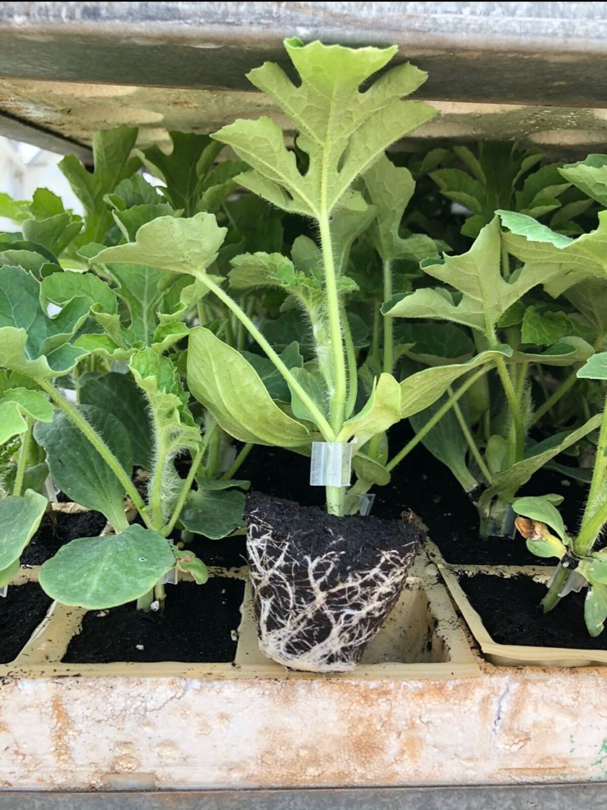 Imagen De Whatsredimensionado